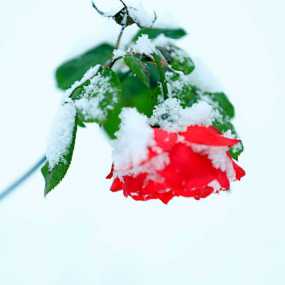 雪色月季