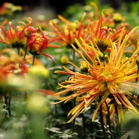 菊花几支