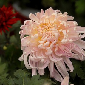 菊花一组