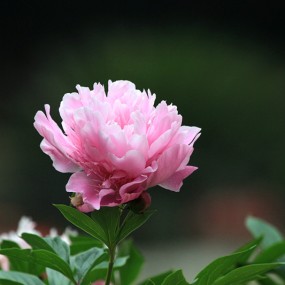 园中牡丹