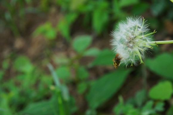 几朵小花