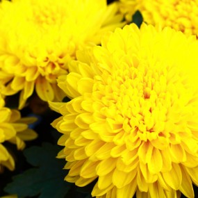 莫愁湖秋菊