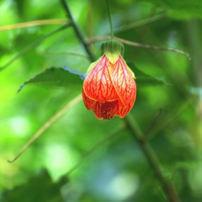 灯笼花