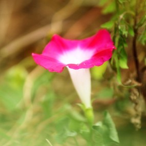 牵牛花开