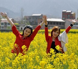 菜花飘香