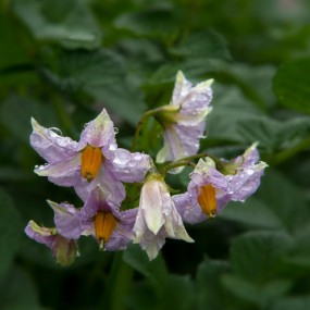 卓尼，上锅麻滩风光