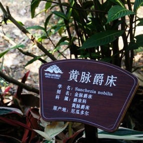 黄脉爵床