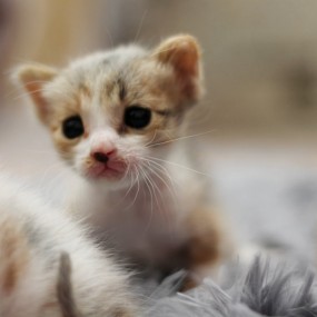 可爱猫咪