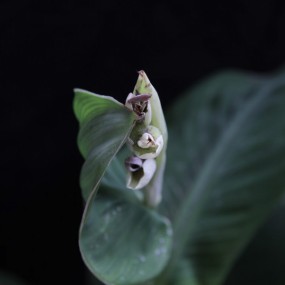 一花独放
