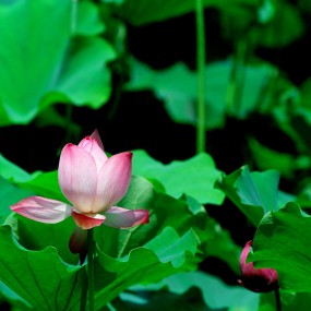 小孩与荷花
