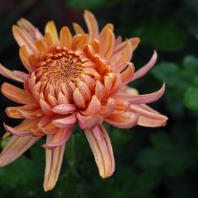 菊花一组