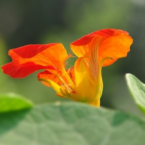 旱荷花