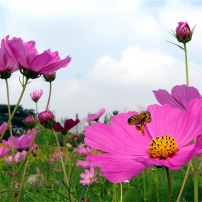 幸福花儿开