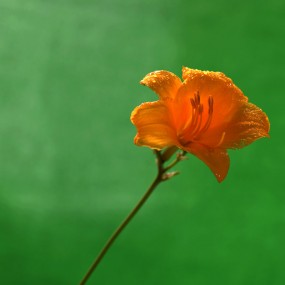 北萱草