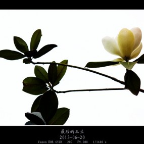 最后的玉兰