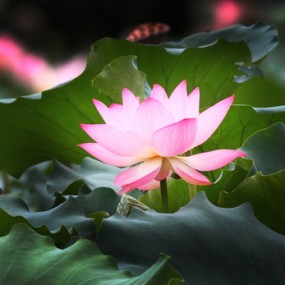荷花