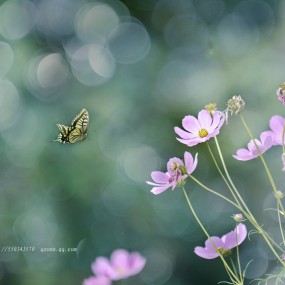 《蝶恋花》