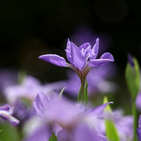 鸢尾花