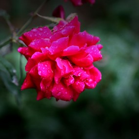 雨中月季花