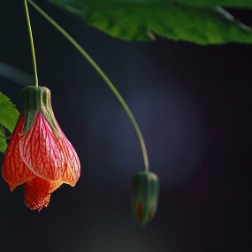 灯笼花