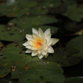 小花