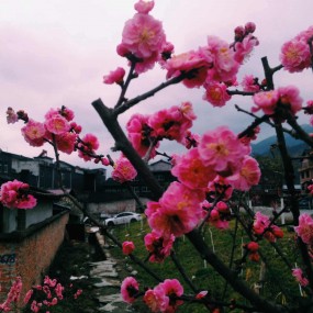 桃花