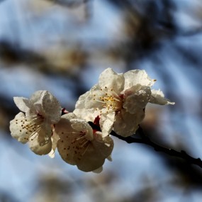 门前梅花开