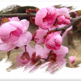 花之美