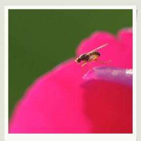 虫虫与芍药