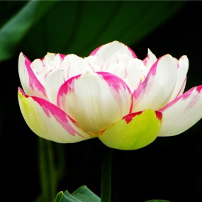 荷花图