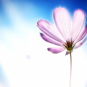 那些花儿