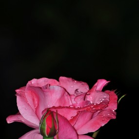 雨后的牡丹