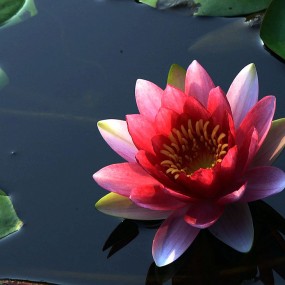 莲花