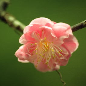 梅花晚弄