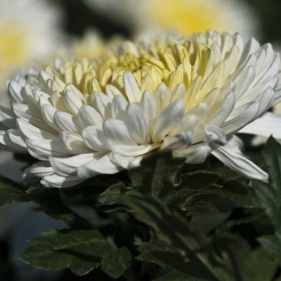 秋菊