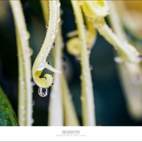 露缀秋菊