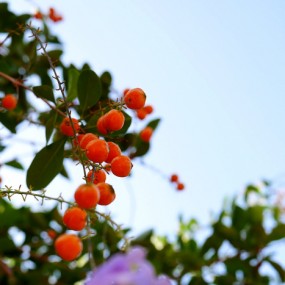 花与果