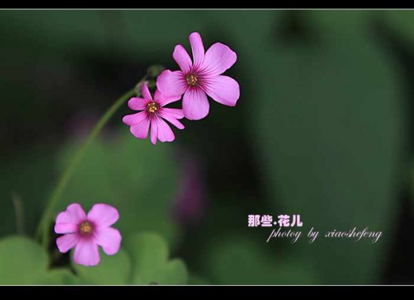 那些花儿