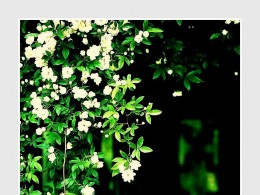 春暖花开