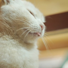 阿猫阿狗