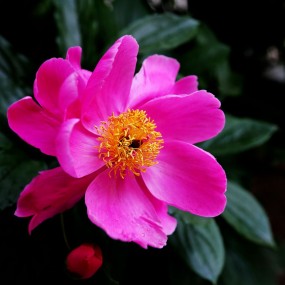 芍药花