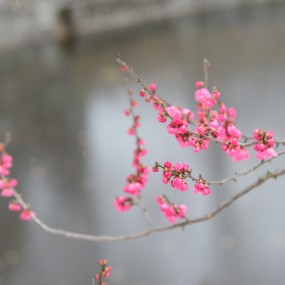 梅花傲雪