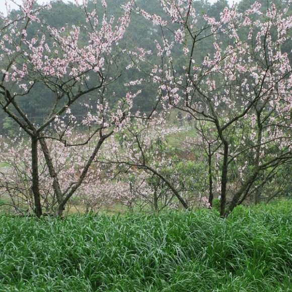 春暖花开