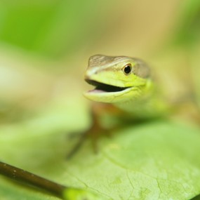 小萌货