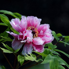 花卉