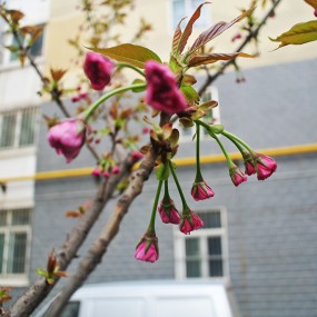 待放的樱花