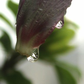 雨珠里的景色