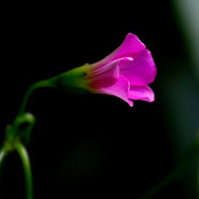 闲拍小花