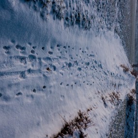 雪地