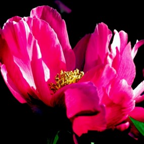 试镜拍芍药